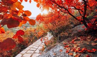 沙河佛照山红叶现在红了吗 远山的红叶主题曲