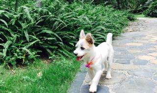 深圳市罗湖区哪里可以收养流浪猫狗 深圳狗狗免费领养